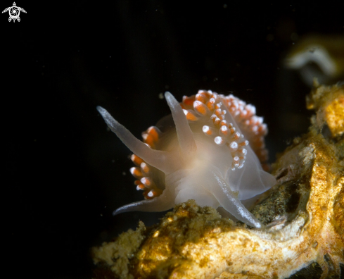 A Nudibranch