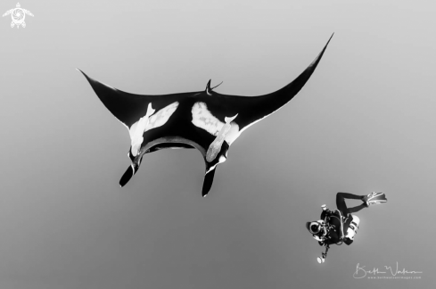 A Manta birostris | Giant Oceanic Manta