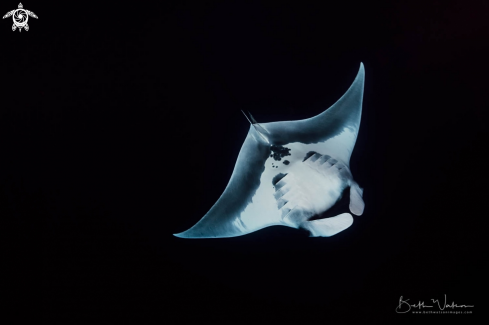 A Manta birostris | Giant Oceanic Manta