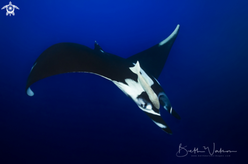 A Giant Oceanic Manta