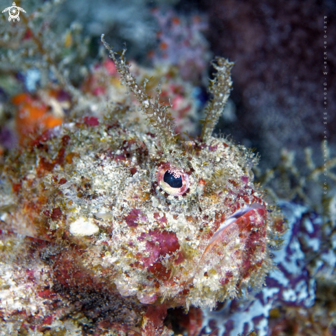 A Stone Fish