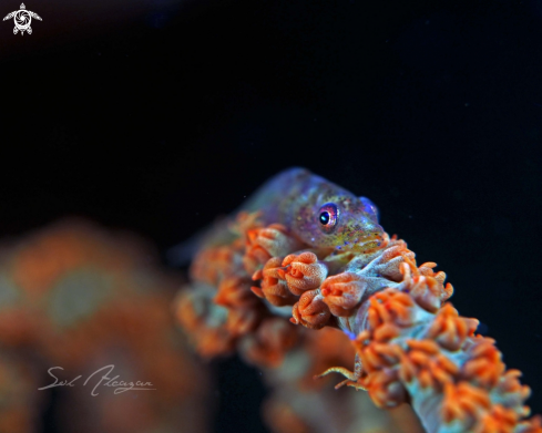 A goby on whip coral 