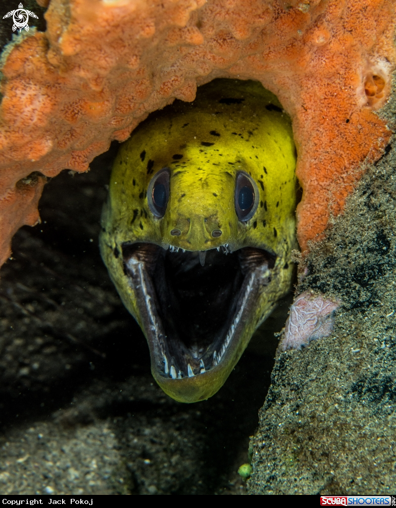 A Fimbriated moray eel