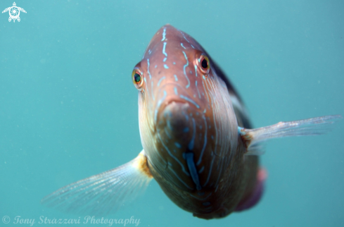 A Maori wrasse