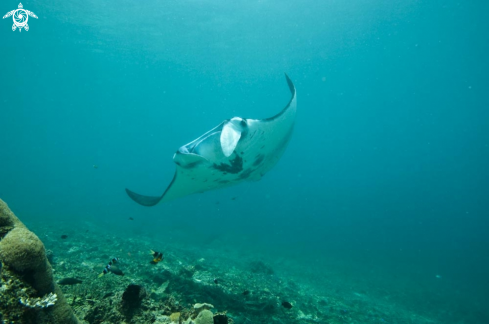 A manta ray