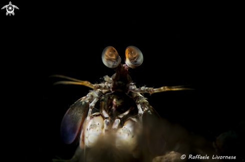 A Manthis shrimp