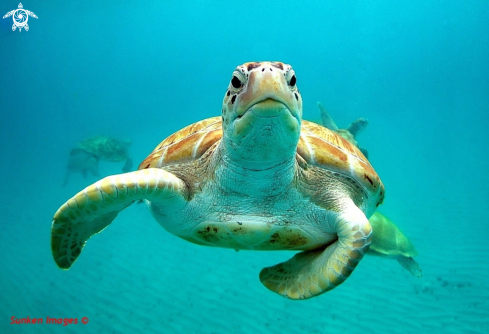 A Green Turtle