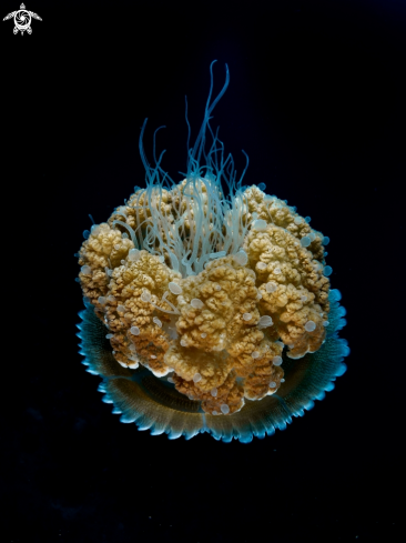 A Thysanostoma thysanura | Jellyfish