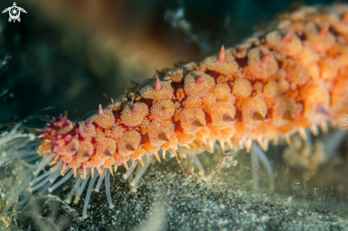 A Marthasterias glacialis | Seastar