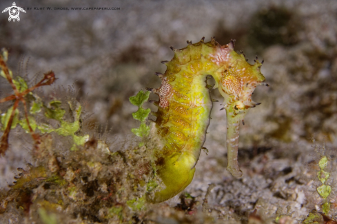 A Seahorse yellow