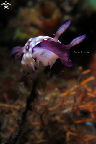 A nudibranch