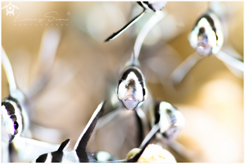 A Banggai Cardinalfish