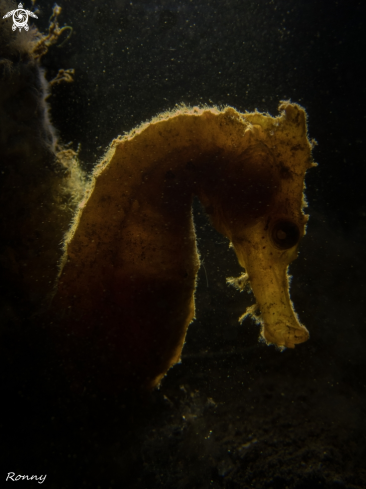 A Hippocampus Kuda | Seahorse