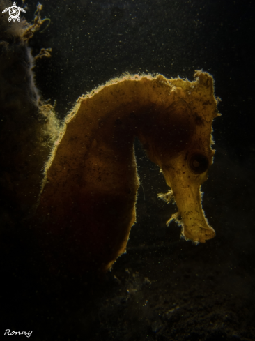 A Seahorse