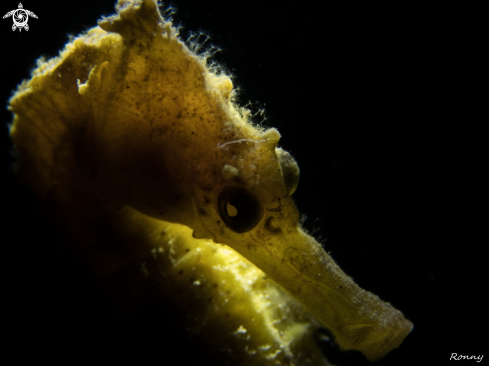 A Hippocampus Kuda | Seahorse