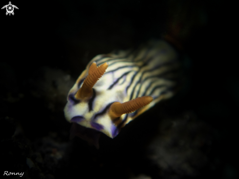 A Hypselodoris zephyra