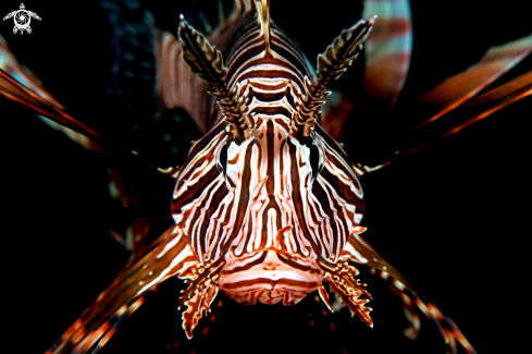 A Lionfish