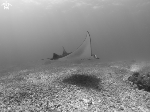 A Manta ray