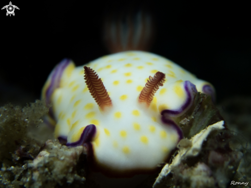 A Nudibranch