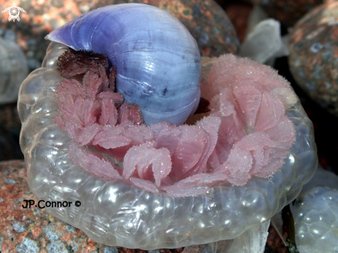 A Violet snail