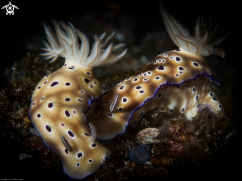 A Hypselodoris Tryoni