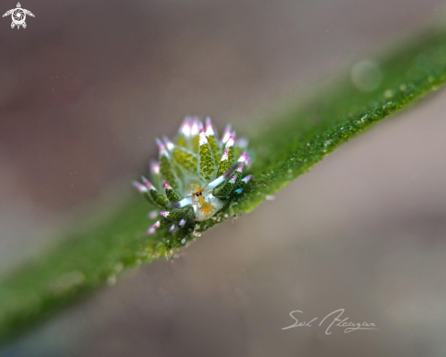 A sheep nudi 