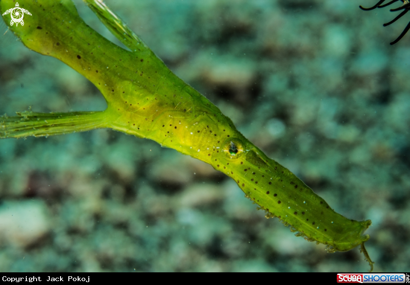 A Robust ghost pipefish