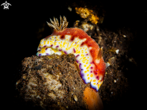 A Goniobranchus Collingwood | Goniobranchus Collingwood