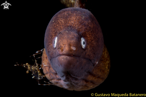 A Moray and cleaning shrimp