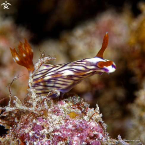 A Hypsolodoris Zephyra