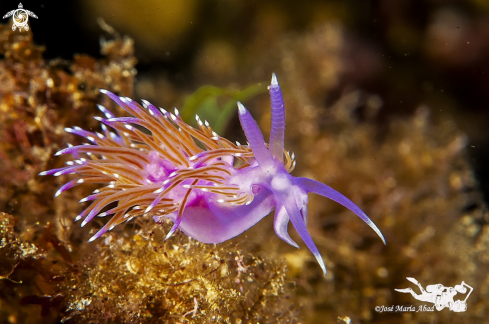 A Flabellina affinis | Flabelina