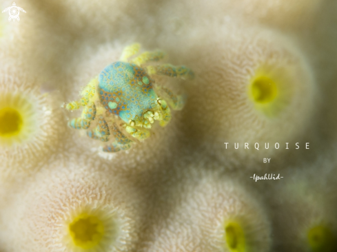 A  Hard Coral Crab