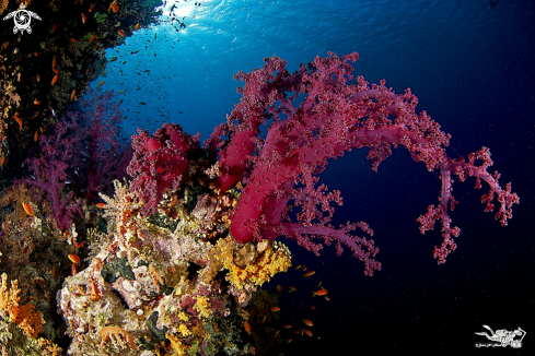 A Red Sea landscape