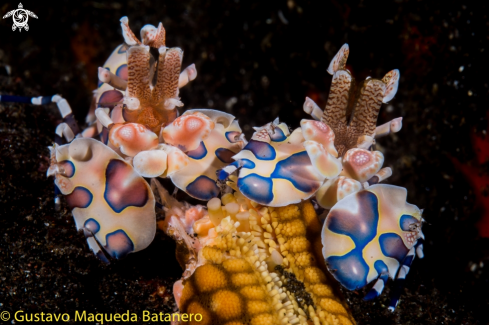 A Harlequin shrimps