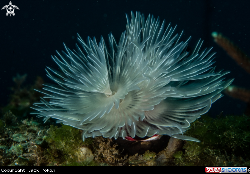 A Feather duster worm