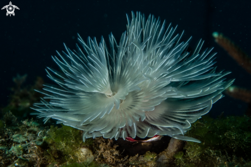 A Sabellastarte indica | Feather duster worm