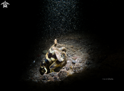 A Lysiosquillina maculata | Tiger Mantis Shrimp