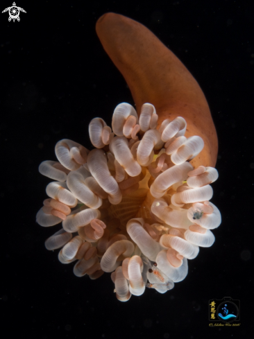 A Young anemone on the go with hitchhikers 