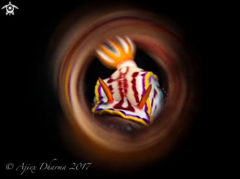 A Hypselodoris kaname  | Nudibranch 