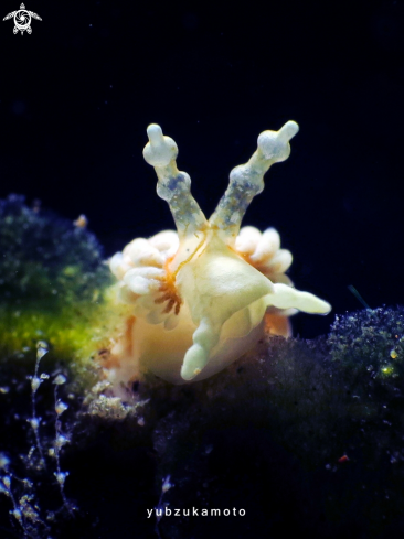 A Nudibranch