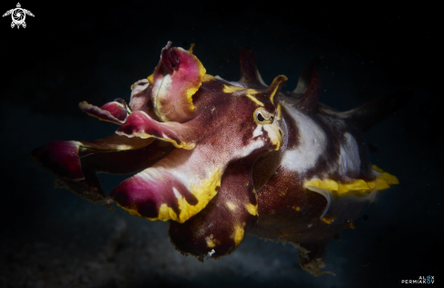 A Flamboyant cuttlefish