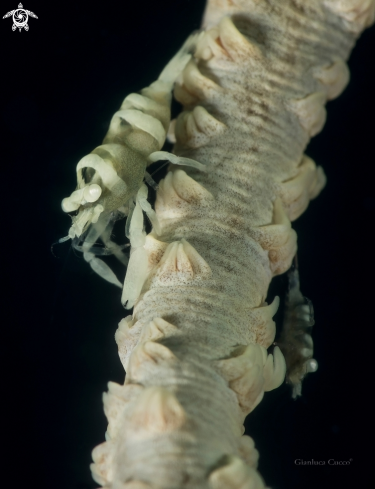 A Whip Coral Shrimp,Gamberetto simbiote