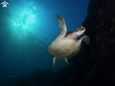 A Green turtle,Tartaruga verde