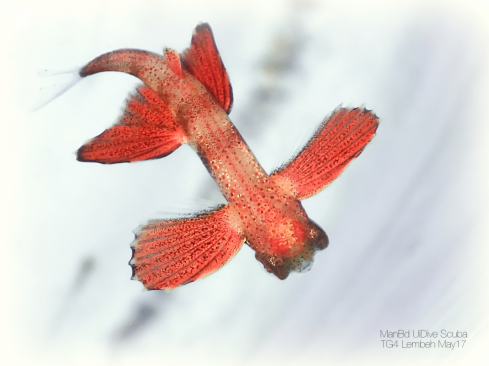 A Exocoetidae | Flying Fish