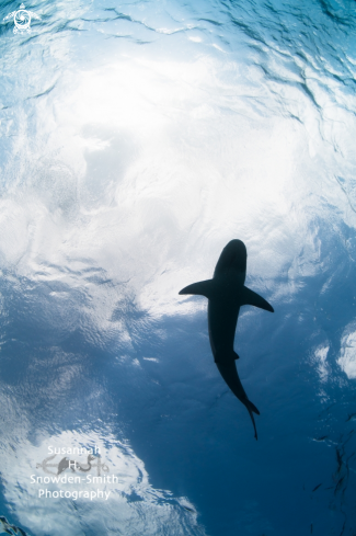 A Caribbean reef shark