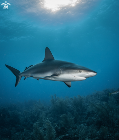 A Caribbean Reef Shark