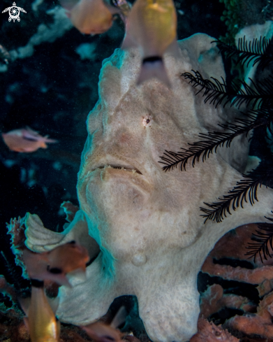 A Giant frogfish