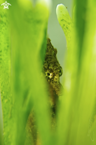 A Knysna Seahorse 