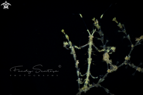 A Skeleton Shrimp