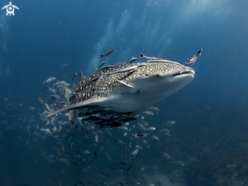 A Rhincodon typus | Whale Shark